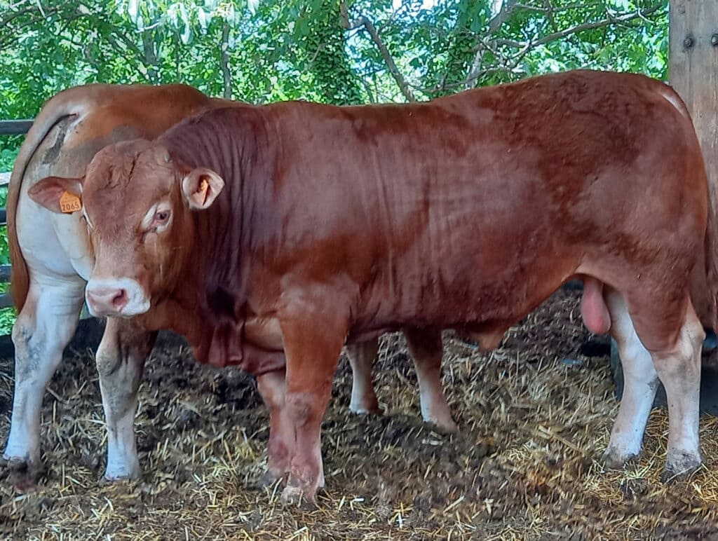 Taureau Limousin